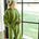 Knitted Cotton Pants Pea Green